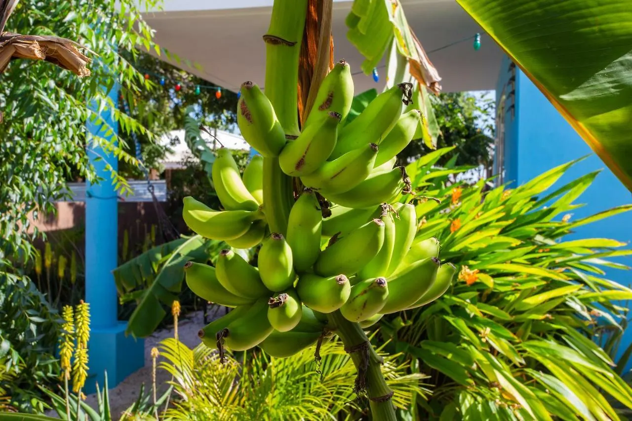 Tropical Breeze Curacao 'Blenchi' Appartement Willemstad Curaçao